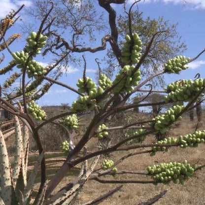 TAKHI - Uhlaba - Earth Trivet